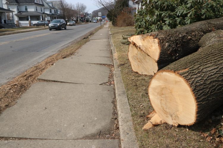 Replanting of Newberry trees still years away